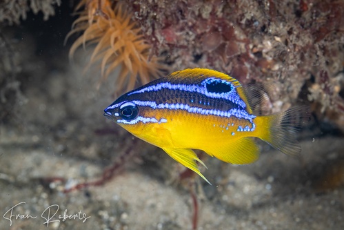 Image of Mecaenichthys immaculatus