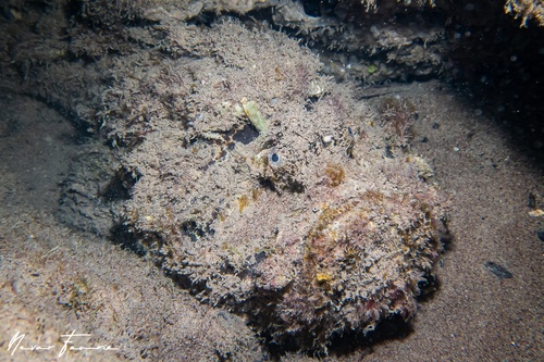 Image of Synanceia horrida