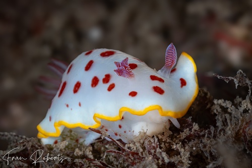 Image of Goniobranchus splendidus