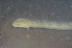 Image of Hydrophis stokesii