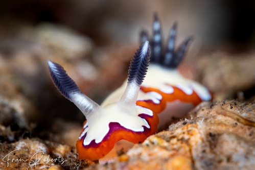 Image of Goniobranchus fidelis