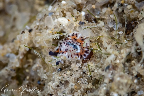 Image of Pseudoceros sp. 03