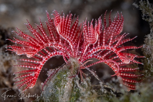 Image of Ptilometra australis