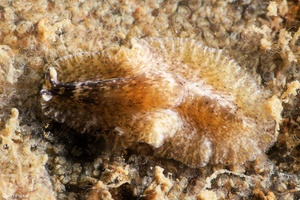 Image of Unidentified Flatworm sp. 9