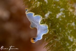 Image of Cycloporus venetus B