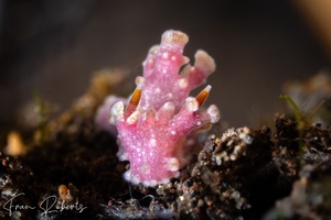 Image of Aegires sp. 1