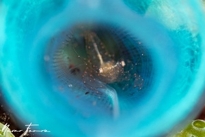 Image of Dactylonia sp. 1