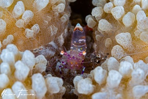 Image of Periclimenes brevicarpalis