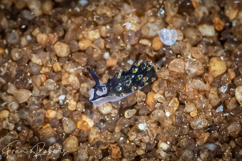 Image of Costasiella sp. 1