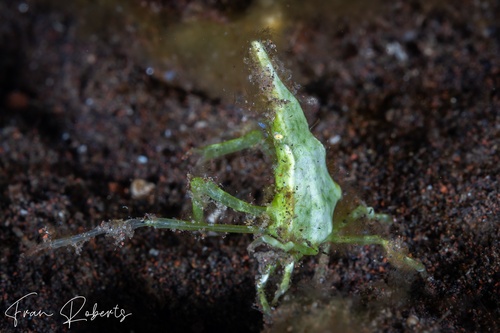 Image of Huenia heraldica