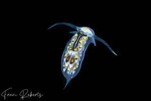 Image of Cerberilla incola