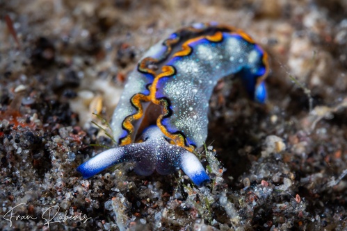 Image of Thuridilla indopacifica