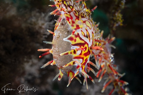 Image of Solenostomus paradoxus