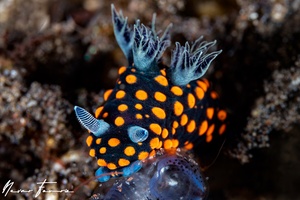Image of Nembrotha sp. 2