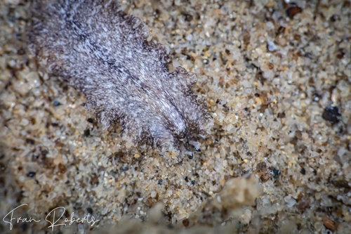Image of Unidentified Flatworm sp. 2
