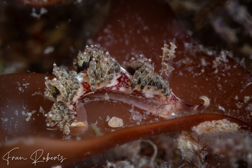 Image of Facelina newcombi