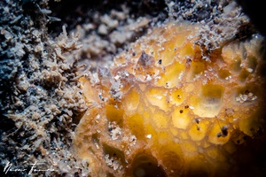 Image of Sclerodoris sp. 1