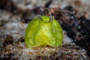 Image of Elysia sp. 3