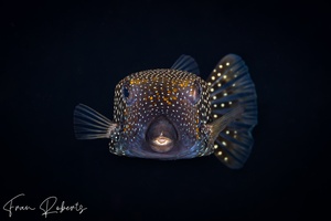 Image of Ostracion meleagris