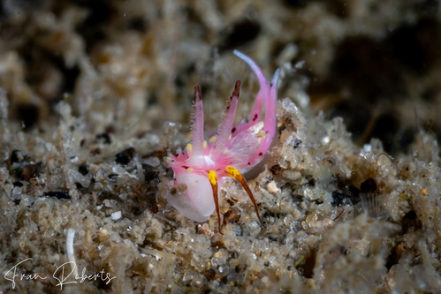 Image of Naisdoris labalsaensis