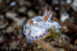 Image of Hypselodoris sagamiensis