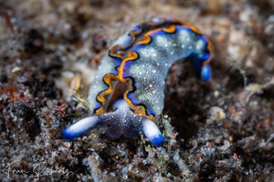 Image of Thuridilla indopacifica