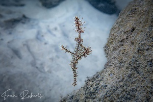 Image of Solenostomus paradoxus
