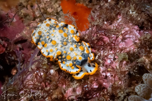 Image of Dermatobranchus ornatus