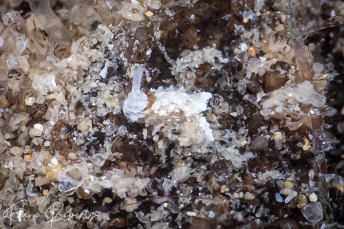 Image of Murphydoris sp. 3