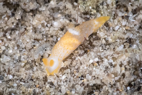 Image of Gymnodoris sp. 17