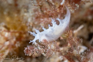 Image of Tritonia sp. 3