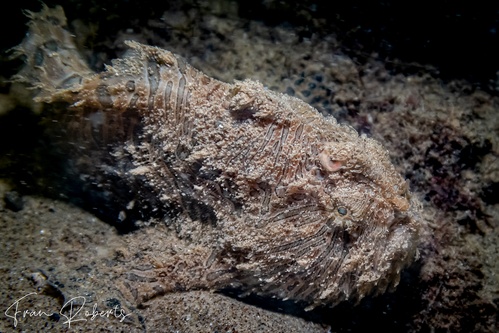 Image of Antennarius striatus