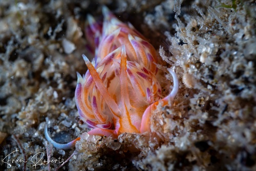 Image of Godiva sp. 2