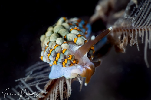 Image of Tenellia bughaw