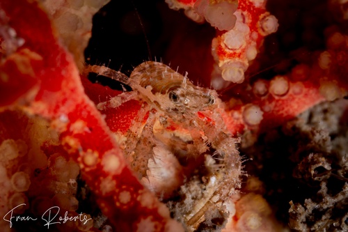 Image of Galathea ternatensis