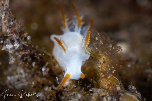 Image of Trapania vitta