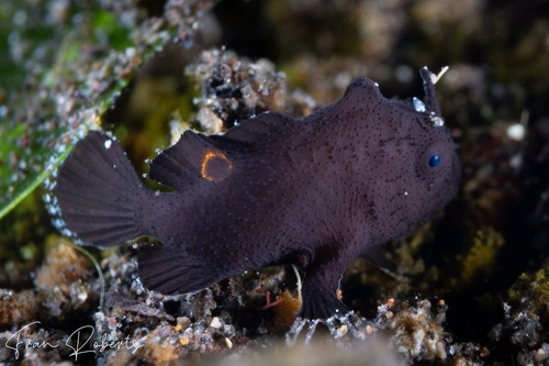 Image of Antennarius sp. 1