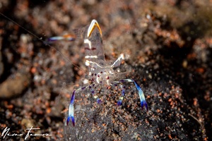 Image of Ancylomenes holthuisi