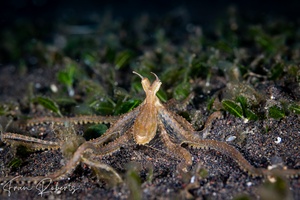 Image of Thaumoctopus mimicus
