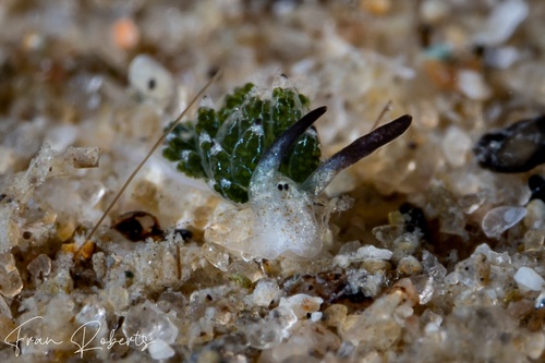 Image of Costasiella usagi
