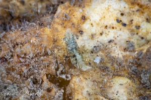 Image of Unidentified Shrimp sp. 9