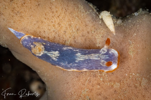 Image of Chromodoris sp. 1