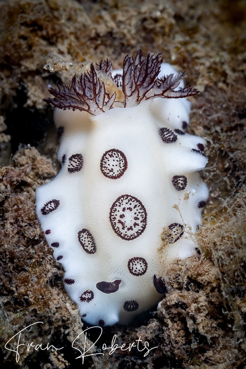 Image of Jorunna funebris