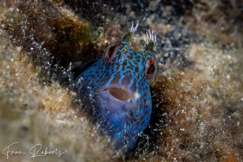 Image of Parablennius intermedius
