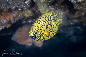 Image of Cleidopus gloriamaris