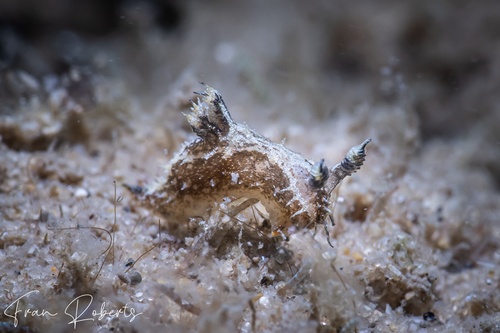 Image of Polycera sp. 1