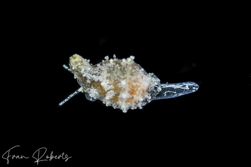 Image of Cypraea sp. 3