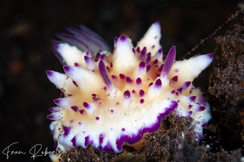 Image of Mexichromis multituberculata