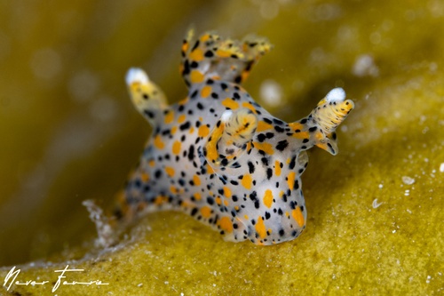 Image of Thecacera pennigera