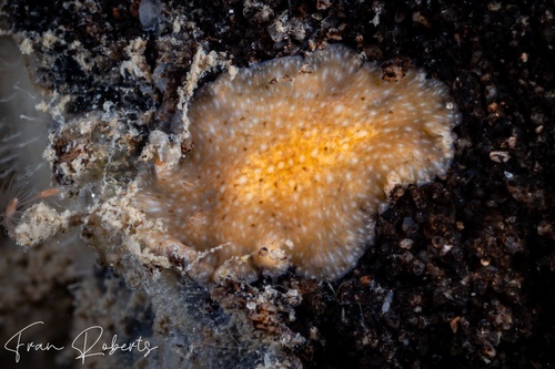 Image of Notoplana sp. 1